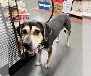 Zander - Male Mutt Dog for Adoption - Photo #3