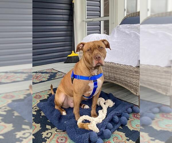 Medium Photo #2 American Pit Bull Terrier Puppy For Sale in Derwood, MD, USA