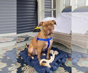 *STARR - Female American Pit Bull Terrier Dog for Adoption - Photo #2