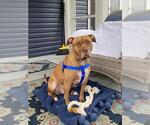 Small Photo #2 American Pit Bull Terrier Puppy For Sale in Derwood, MD, USA