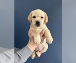 Small #2 Labrador Retriever