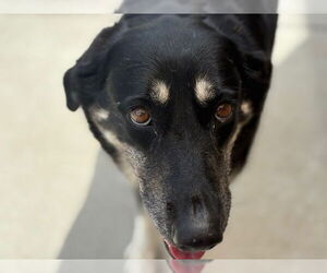 Anatolian Shepherd-Unknown Mix Dogs for adoption in Tulsa, OK, USA