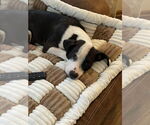 Small #8 American Pit Bull Terrier Mix