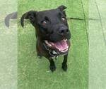 Small #10 Labrador Retriever Mix