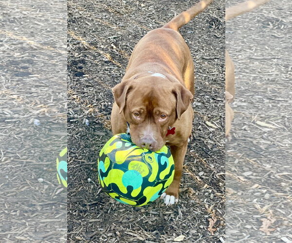 Medium Photo #15 Mutt Puppy For Sale in Mount Laurel, NJ, USA