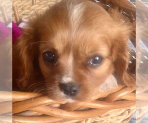 Cavalier King Charles Spaniel Puppy for sale in MAYSLICK, KY, USA