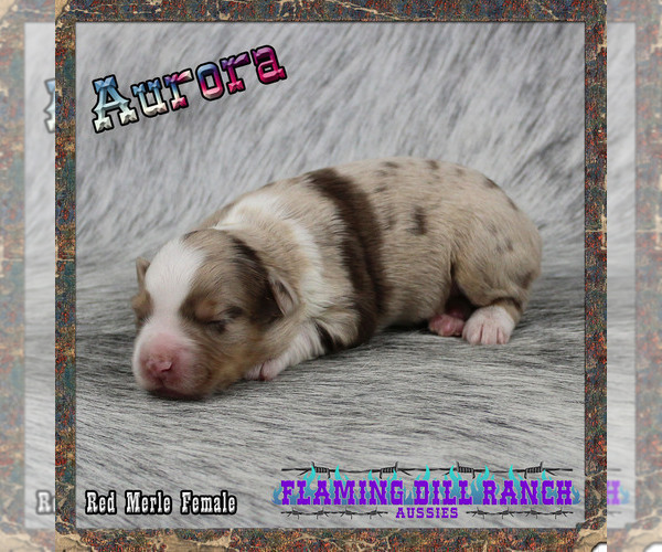 Medium Photo #1 Miniature Australian Shepherd Puppy For Sale in FORESTBURG, TX, USA