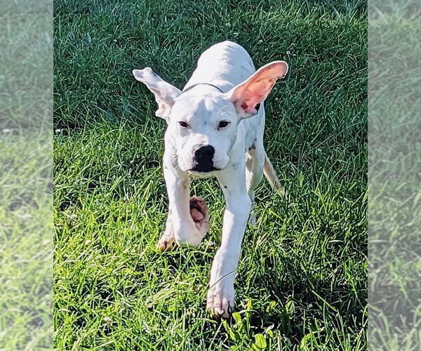 Medium Photo #16 Boxer-Unknown Mix Puppy For Sale in Germantown, OH, USA