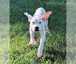 Small #15 Boxer Mix