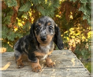 Dachshund Puppy for sale in MIDDLEBURY, IN, USA