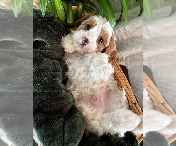 Medium Photo #2 Cavapoo Puppy For Sale in GOLDEN, CO, USA