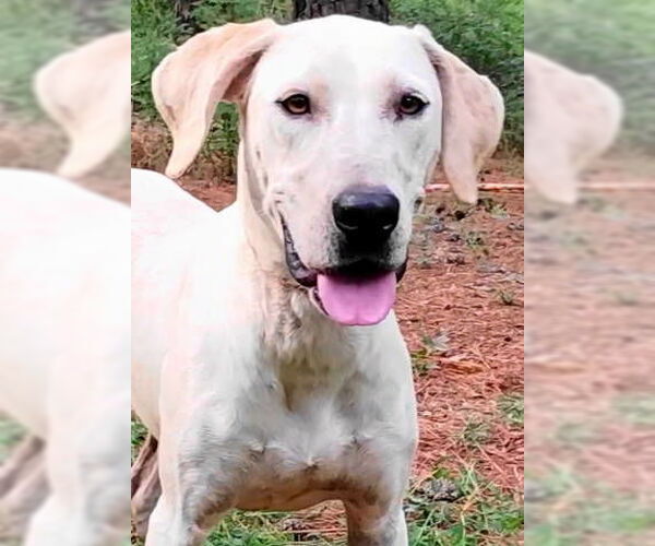 Medium Photo #1 Pointer Puppy For Sale in Frankston, TX, USA