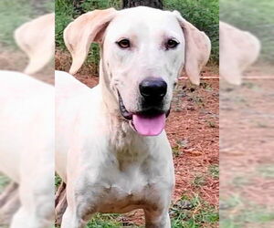 Pointer Dogs for adoption in Frankston, TX, USA