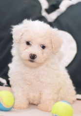 Bichon Frise Puppy for sale in PHILADELPHIA, PA, USA