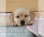 Small Photo #18 Labrador Retriever Puppy For Sale in SYRACUSE, IN, USA