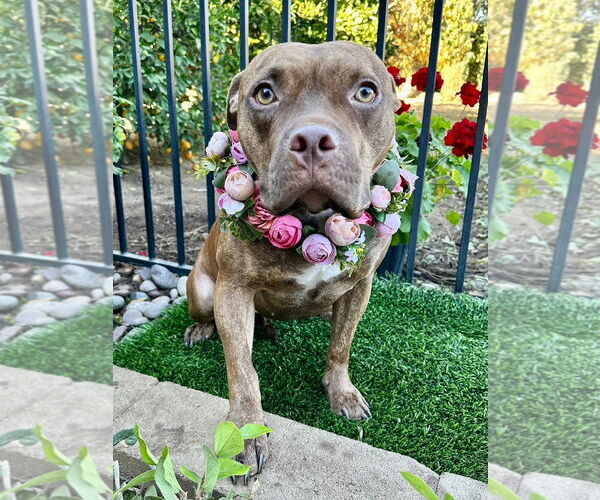 Medium Photo #17 American Pit Bull Terrier-Unknown Mix Puppy For Sale in Redlands, CA, USA