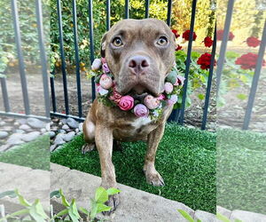 Gryffin - Female American Pit Bull Terrier-Unknown Mix Dog for Adoption - Photo #17