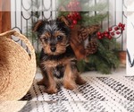 Small Photo #4 Bichon Frise Puppy For Sale in NAPLES, FL, USA