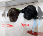 Small Photo #14 Goldendoodle Puppy For Sale in FORT MILL, SC, USA
