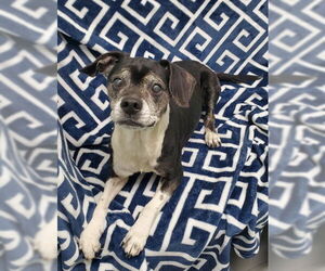 Mutt Dogs for adoption in Lake City, MI, USA