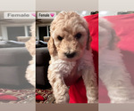 Small Photo #4 Goldendoodle Puppy For Sale in NORTH KINGSTOWN, RI, USA