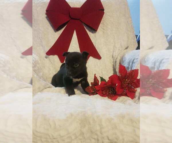 Medium Photo #2 Alaskan Husky-Golden Retriever Mix Puppy For Sale in WARSAW, OH, USA