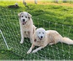 Small Photo #6 Great Pyrenees Puppy For Sale in MOUNT AIRY, NC, USA