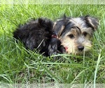 Small Photo #6 Yorkshire Terrier Puppy For Sale in FAIR HAVEN, MI, USA