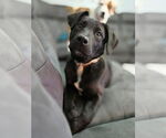 Small #3 Labrador Retriever Mix