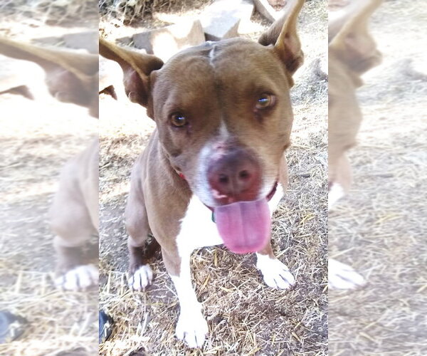 Medium Photo #4 American Staffordshire Terrier Puppy For Sale in Westminster, MD, USA
