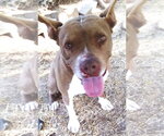 Small #3 American Staffordshire Terrier