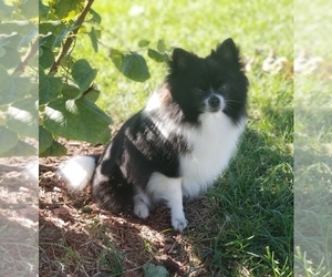 Father of the Pomsky puppies born on 05/20/2025