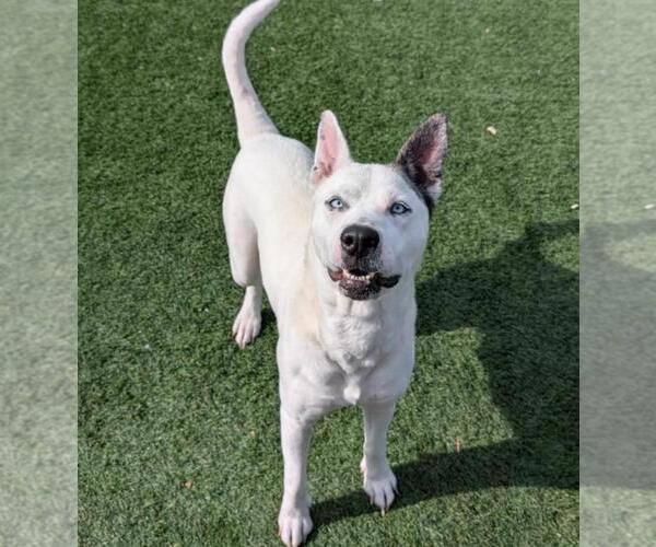Medium Photo #14 American Pit Bull Terrier-Catahoula Leopard Dog Mix Puppy For Sale in Rockwall, TX, USA