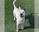 Small Photo #14 American Pit Bull Terrier-Catahoula Leopard Dog Mix Puppy For Sale in Rockwall, TX, USA