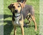 Small #1 Coonhound