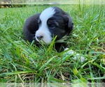Small Photo #14 Australian Shepherd Puppy For Sale in BATTLE CREEK, MI, USA