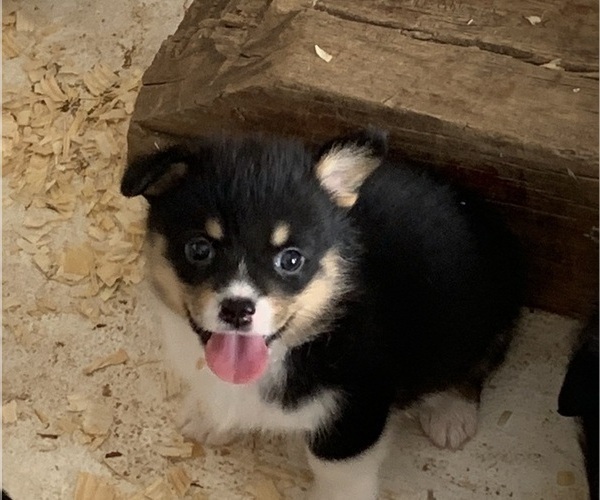 Medium Photo #8 Pembroke Welsh Corgi Puppy For Sale in BURLESON, TX, USA