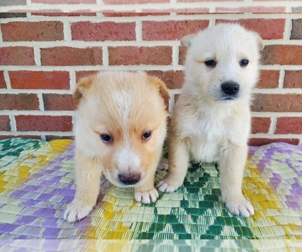 Medium Photo #12 English Shepherd-German Shepherd Dog Mix Puppy For Sale in ETNA GREEN, IN, USA
