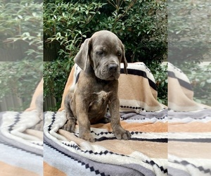Cane Corso Puppy for sale in LAUREL, MS, USA