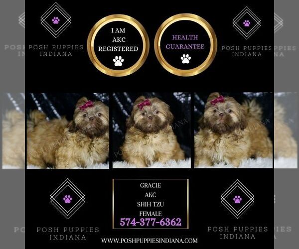 Medium Photo #4 Shih Tzu Puppy For Sale in WARSAW, IN, USA