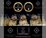 Small #3 Shih Tzu