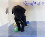 Small Photo #2 Sheepadoodle Puppy For Sale in MONTEVIEW, ID, USA
