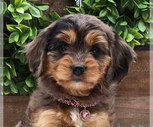Cavapoo Puppy for Sale in LOOGOOTEE, Indiana USA