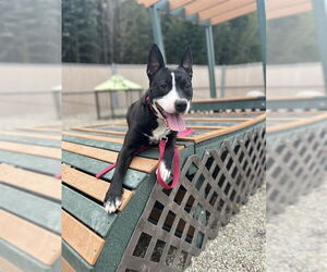 Staffordshire Bull Terrier-Unknown Mix Dogs for adoption in Palmetto, FL, USA