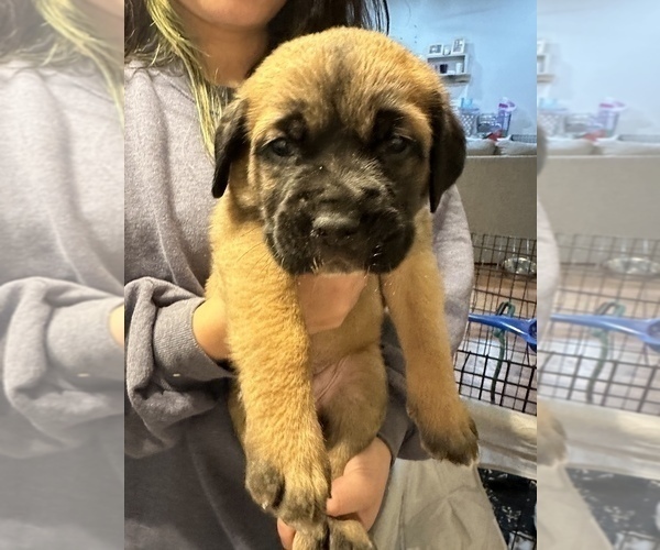 Medium Photo #2 Cane Corso-Saint Bernard Mix Puppy For Sale in LIVERMORE, CA, USA