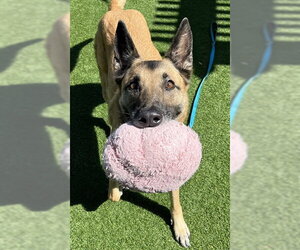 German Shepherd Dog-Unknown Mix Dogs for adoption in Redwood City, CA, USA