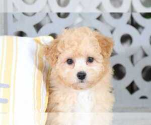 Maltipoo Puppy for sale in MOUNT VERNON, OH, USA