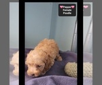 Small #1 Poodle (Toy)