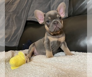 French Bulldog Puppy for sale in SACRAMENTO, CA, USA