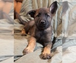 Puppy 2 Malinois